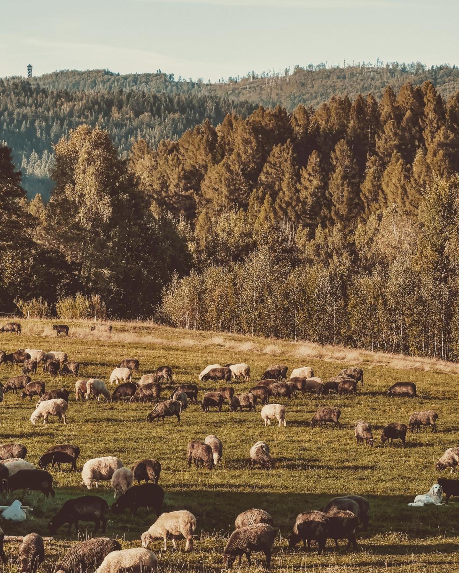 Domki Pod Wulkanem Krosnica  Bagian luar foto